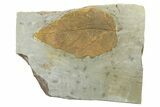 Uncommon Fossil Leaf (Dicotylophyllum) - Montana #262755-1